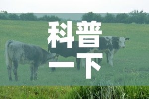 科普一下“微信牛牛群房卡怎么弄”房卡怎么购买