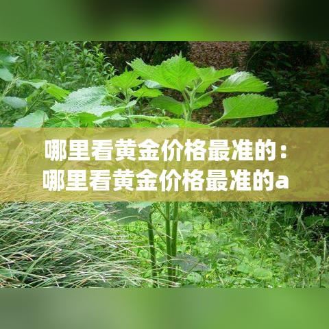 哪里看黄金价格最准的:哪里看黄金价格最准的app 哪里看黄金价格最准的:哪里看黄金价格最准的app