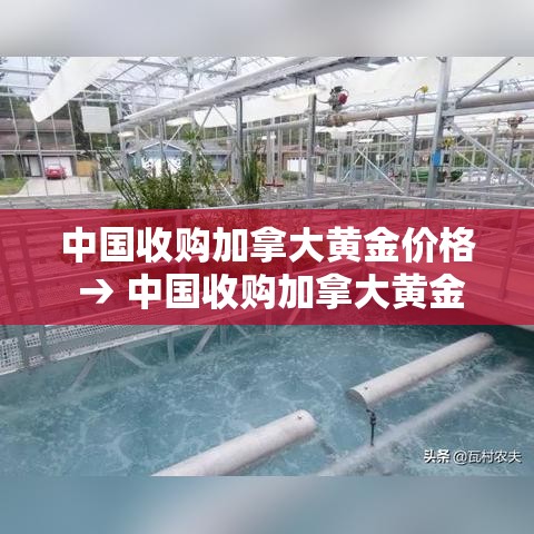 中国收购加拿大黄金价格 → 中国收购加拿大黄金价格走势