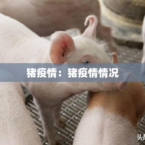 猪疫情:猪疫情情况 猪疫情:猪疫情情况
