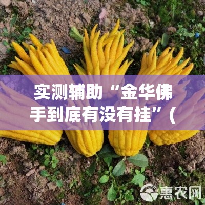 实测辅助“金华佛手到底有没有挂”(透视)其实确实有挂