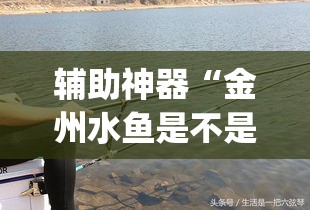 辅助神器“金州水鱼是不是有挂”专业师傅带你一起了解(确实有挂