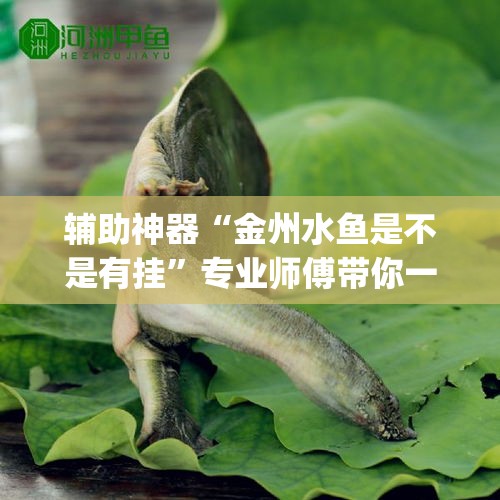 辅助神器“金州水鱼是不是有挂”专业师傅带你一起了解(确实有挂