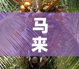 马来：马来酸氯苯那敏片一次吃几片