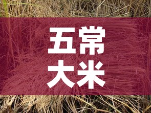 五常大米稻之金价格多少—(五常大米五稻红价格) 五常大米稻之金价格多少—(五常大米五稻红价格)